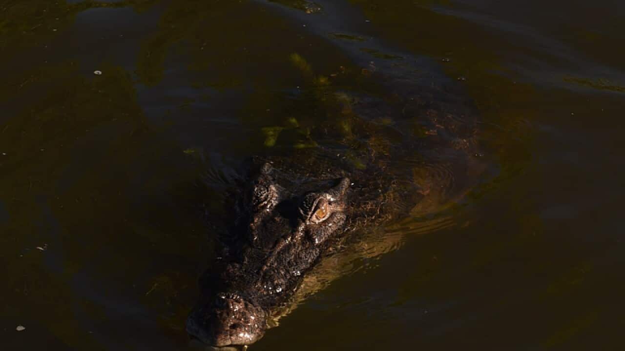 A crocodile