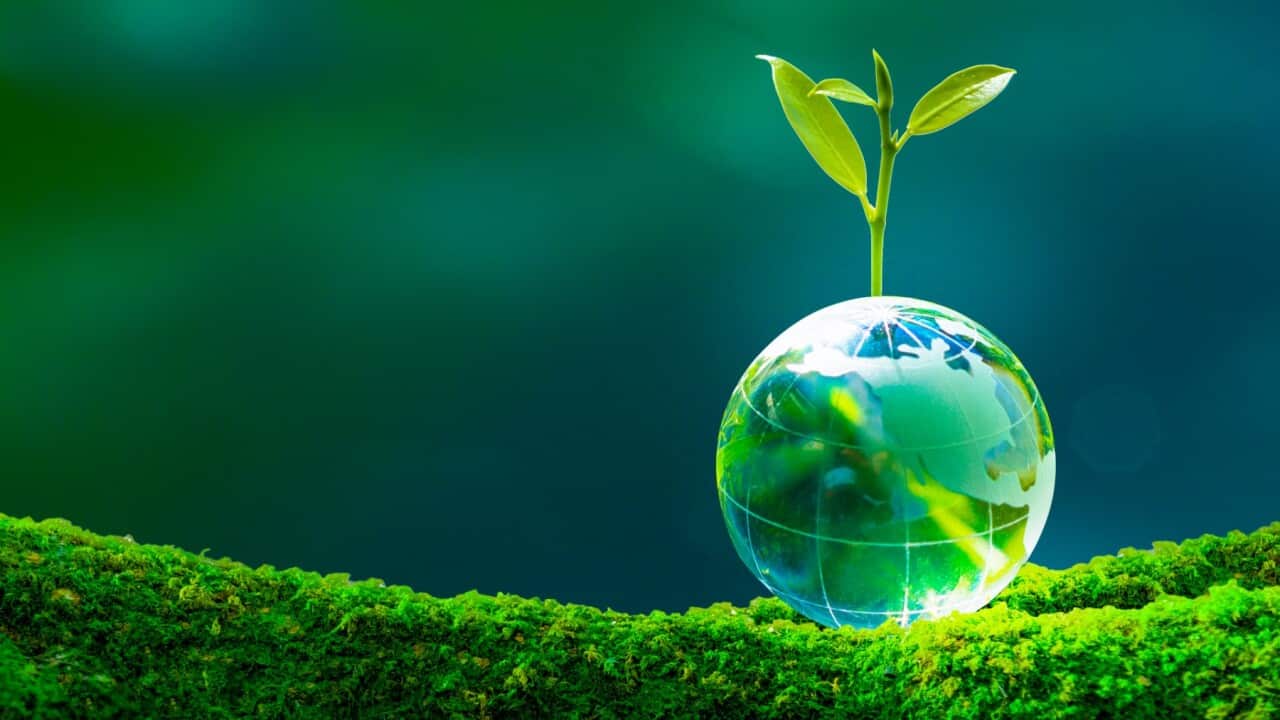 Concept of earth protection day or environmental protection hands to protect the growing forest