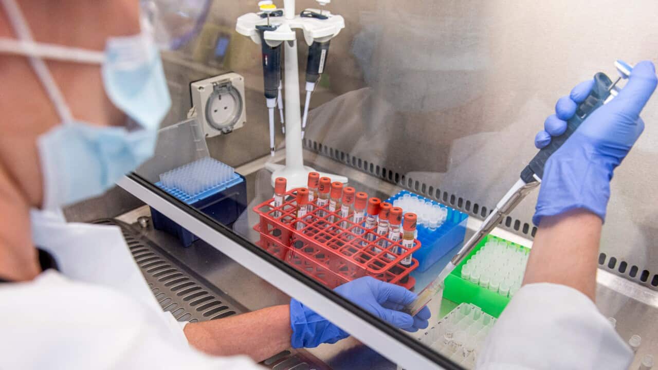 Samples from coronavirus vaccine trials are handled inside the Oxford Vaccine Group laboratory in Oxford, England, June 25, 2020.