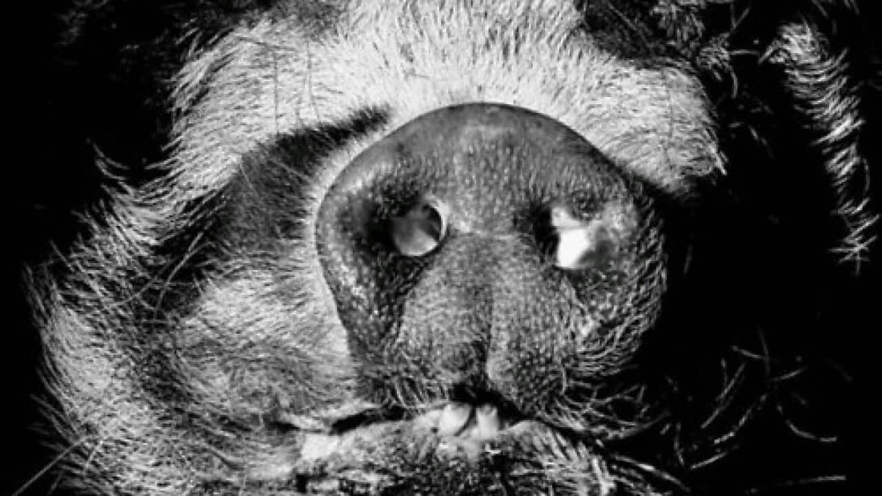 Hong Kong government has killed and disposed of 6,000 pigs from a slaughterhouse where one of the animals had been found to have African swine fever.