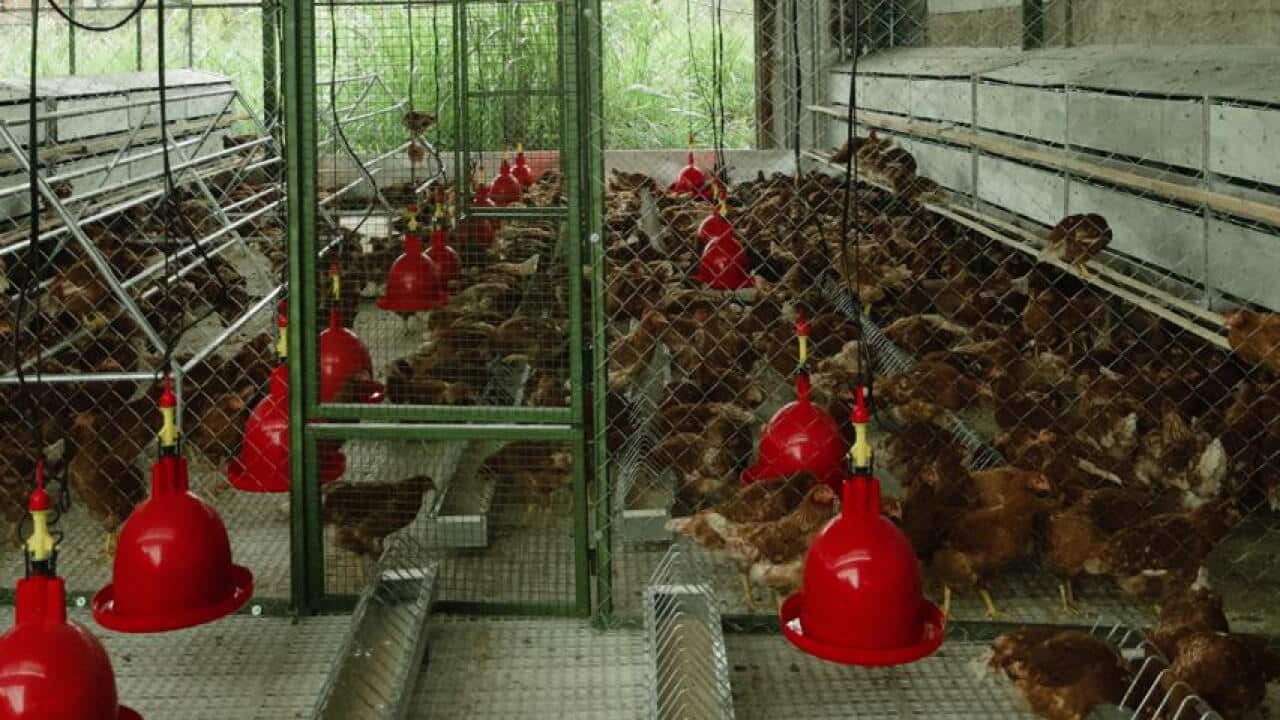 Peternakan ayam cage free milik PT Talun Indonesia Baharu di Kabupaten Bandung, Jawa Barat.
