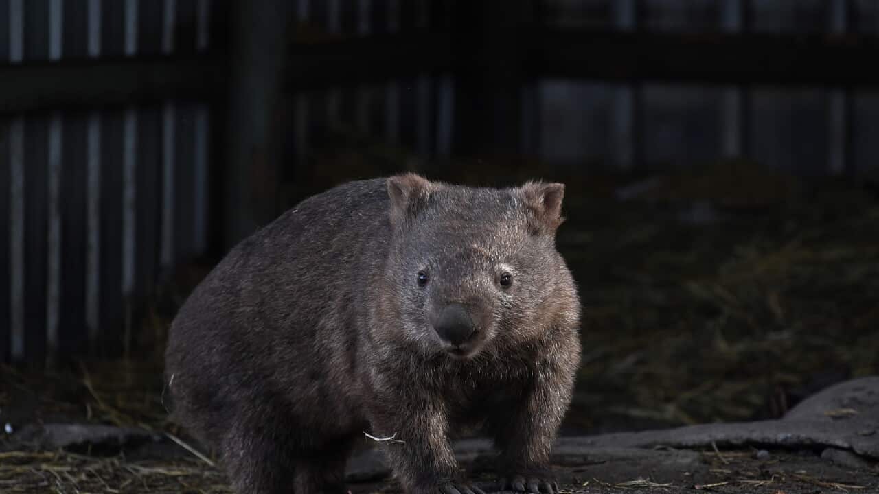BUSHFIRE SURVIVOR FEATURE