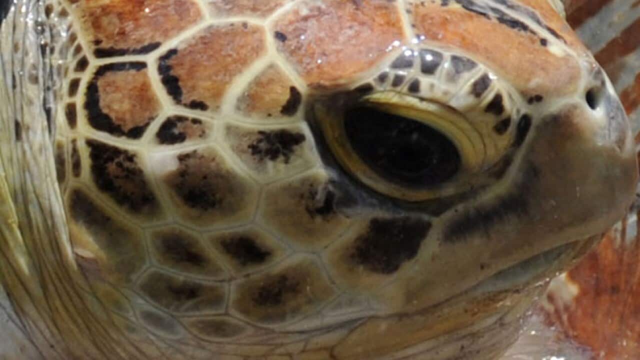 turtle_B_afp_getty_110314_663652580