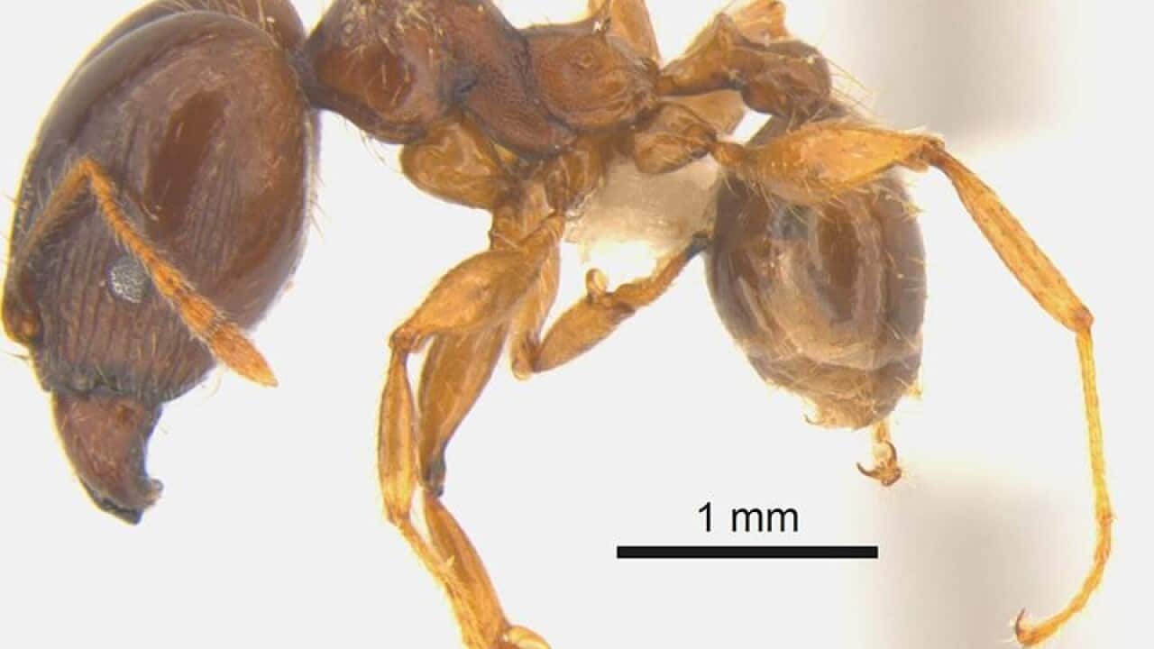 AFRICAN BIG HEADED ANT