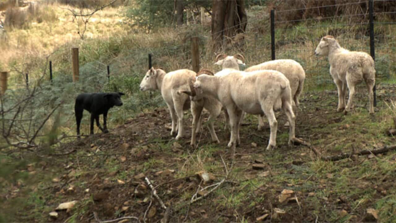 Sheeps_1516575590