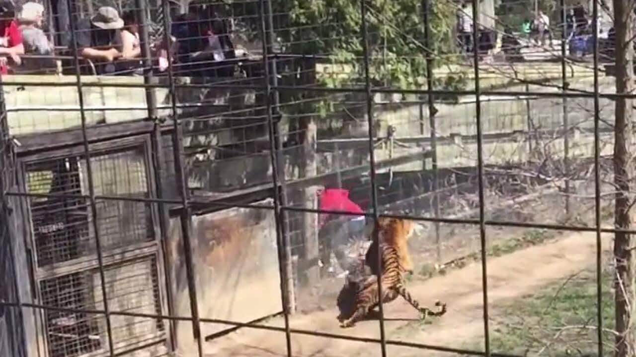 Tiger lunges at woman at Toronto Zoo