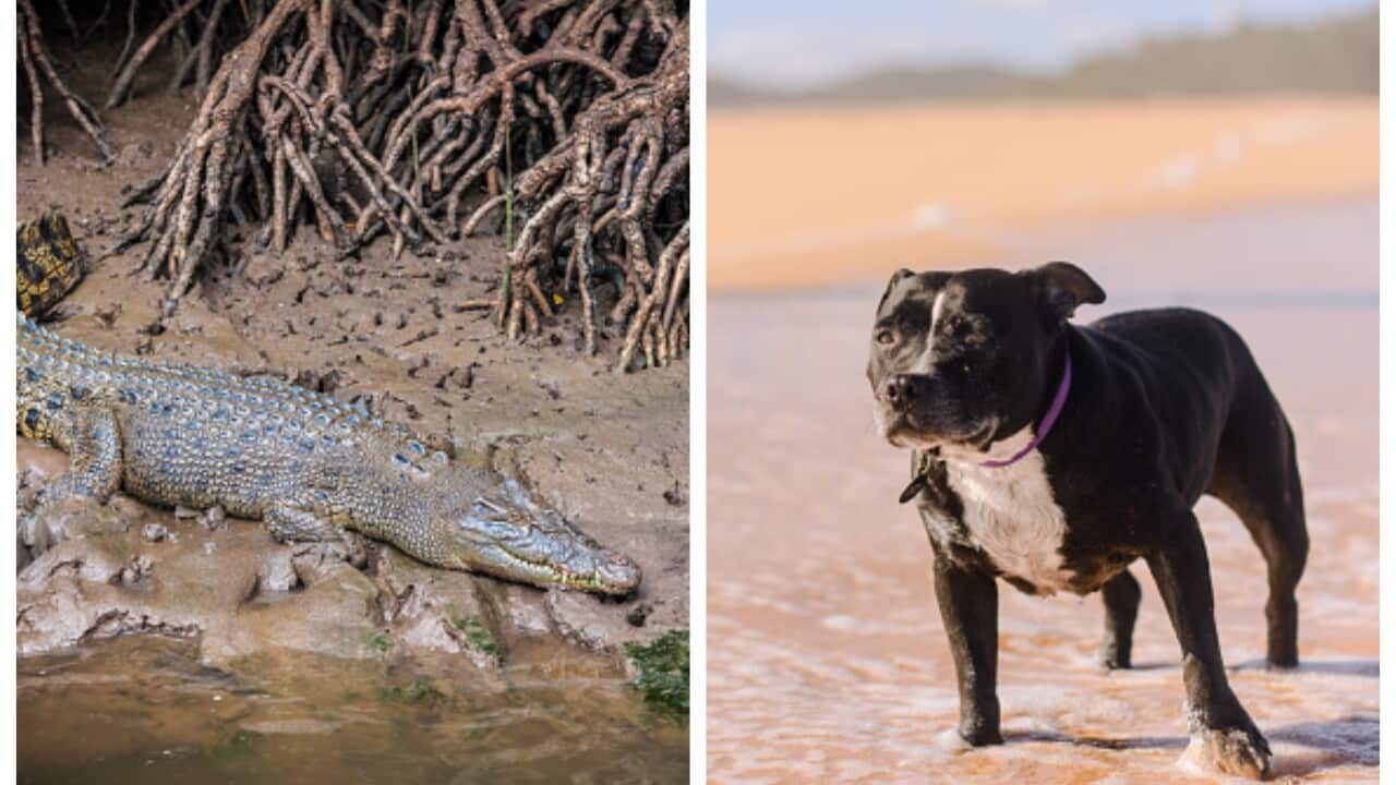 A crocodile and a dog