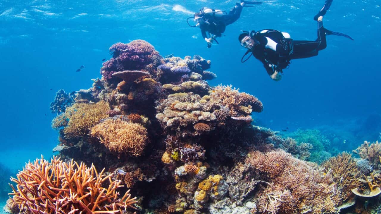 Divers in the Great Barrier Reef