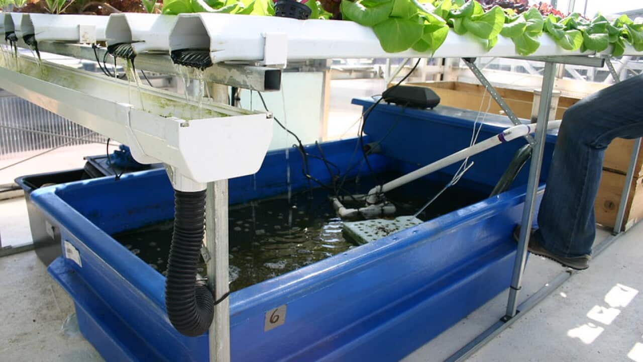 Aquaponics