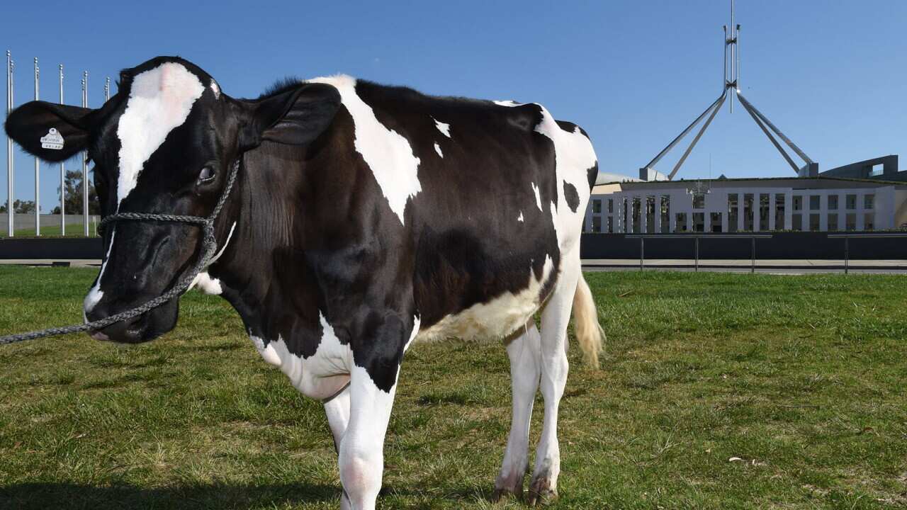 A dairy cow outside Parliament House in Canberra