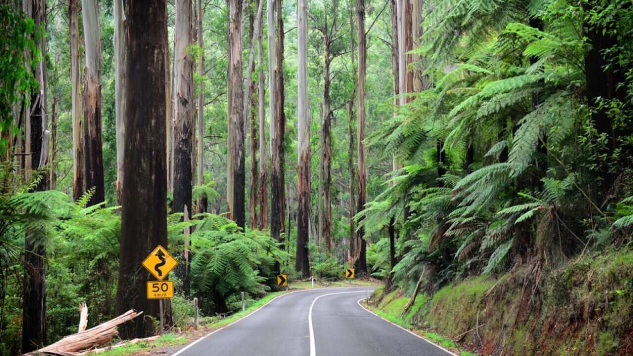 Amazing greenish roads via magical forests just an hour outside Melbourne