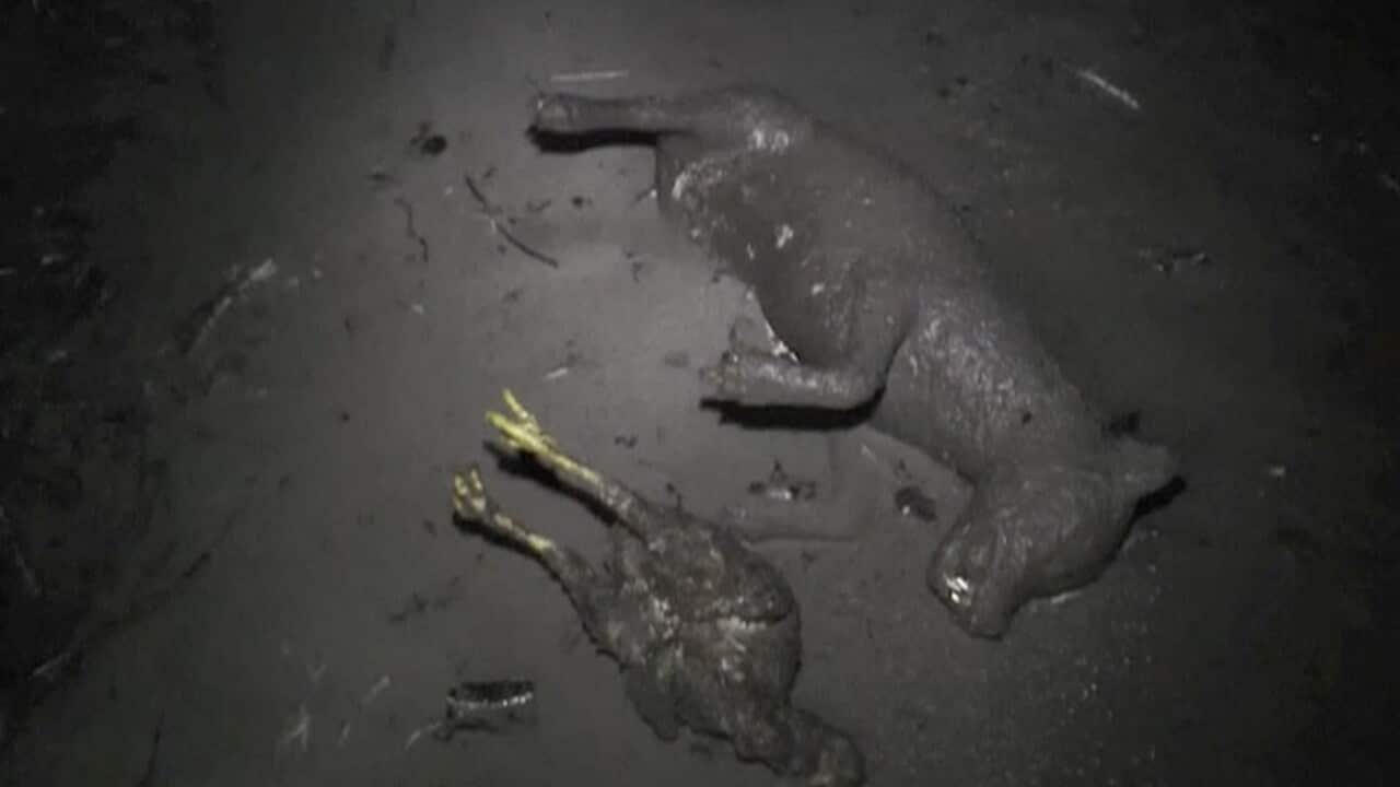 Dead animals are covered in dust after hot clouds of ash erupted from Mount Sinabung, in Tanah Karo, North Sumatra, Indonesia. (AP)