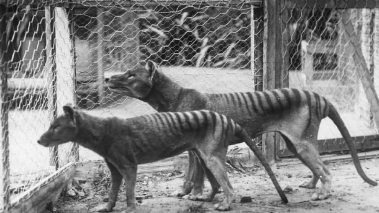 tasmanian_tiger_1.jpg