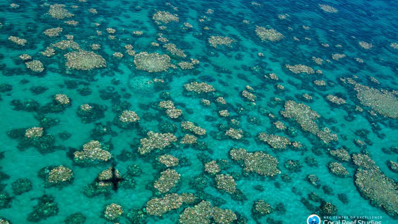 Bleaching damages on the Great barrier Reef.