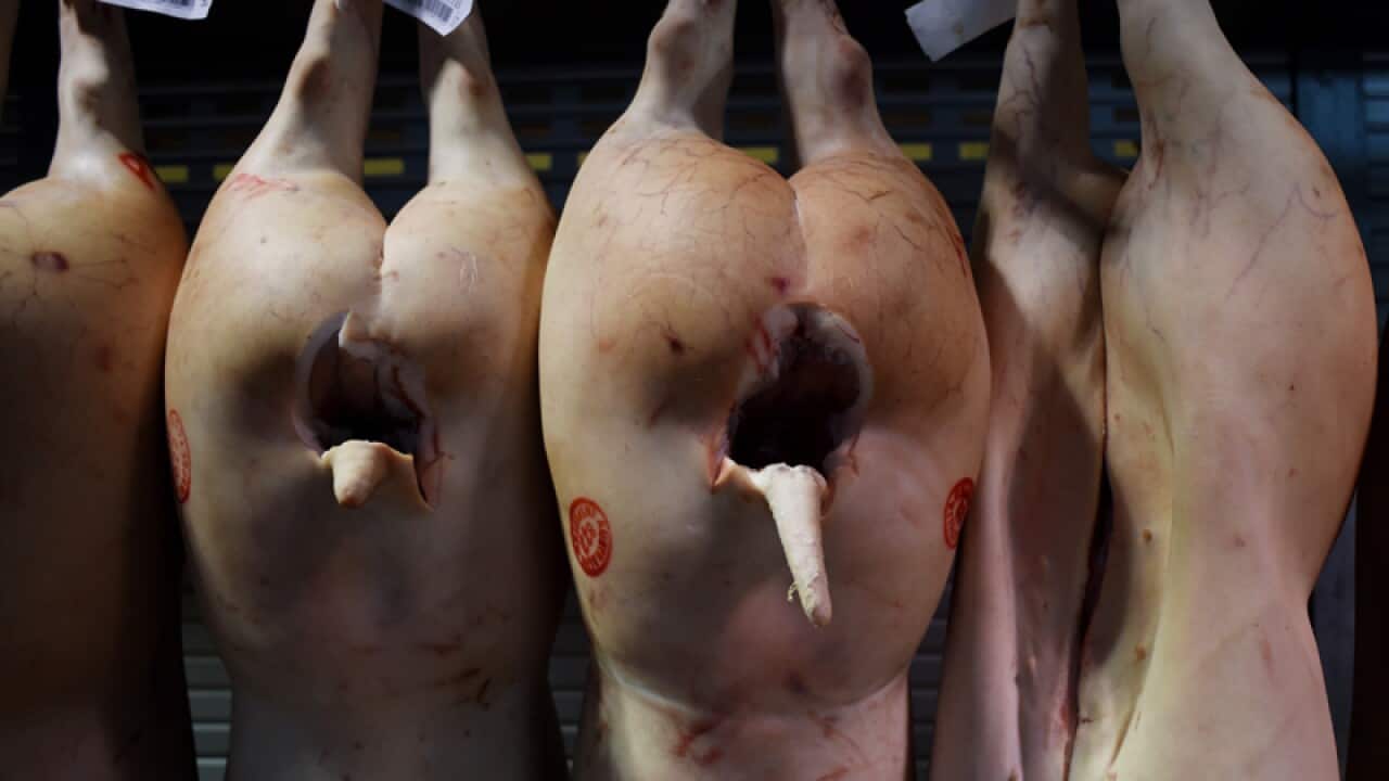 Pig carcasses