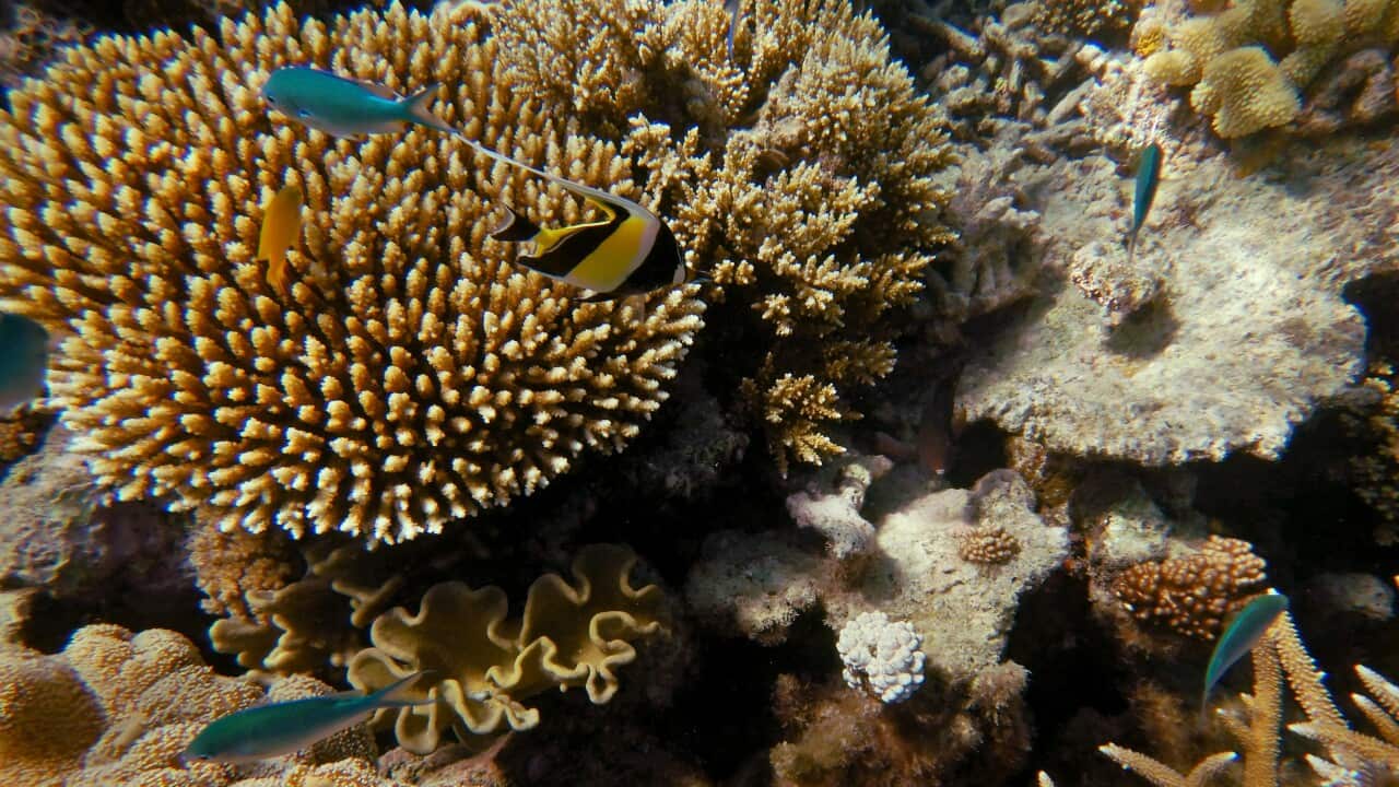 GREAT BARRIER REEF STOCK