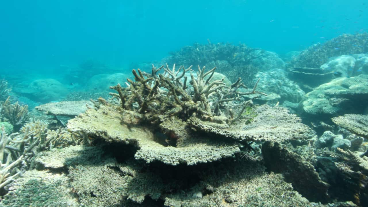 Coral bleaching