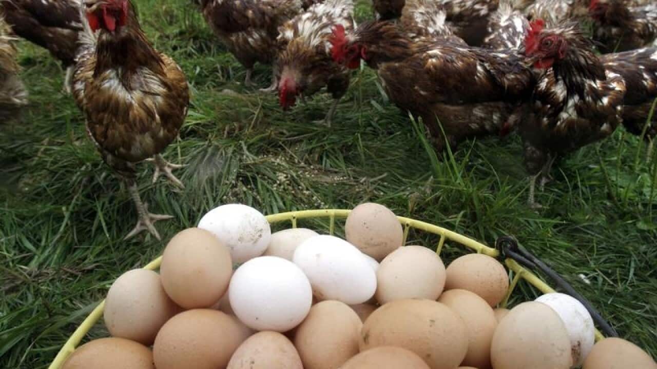 Farm Pride Food