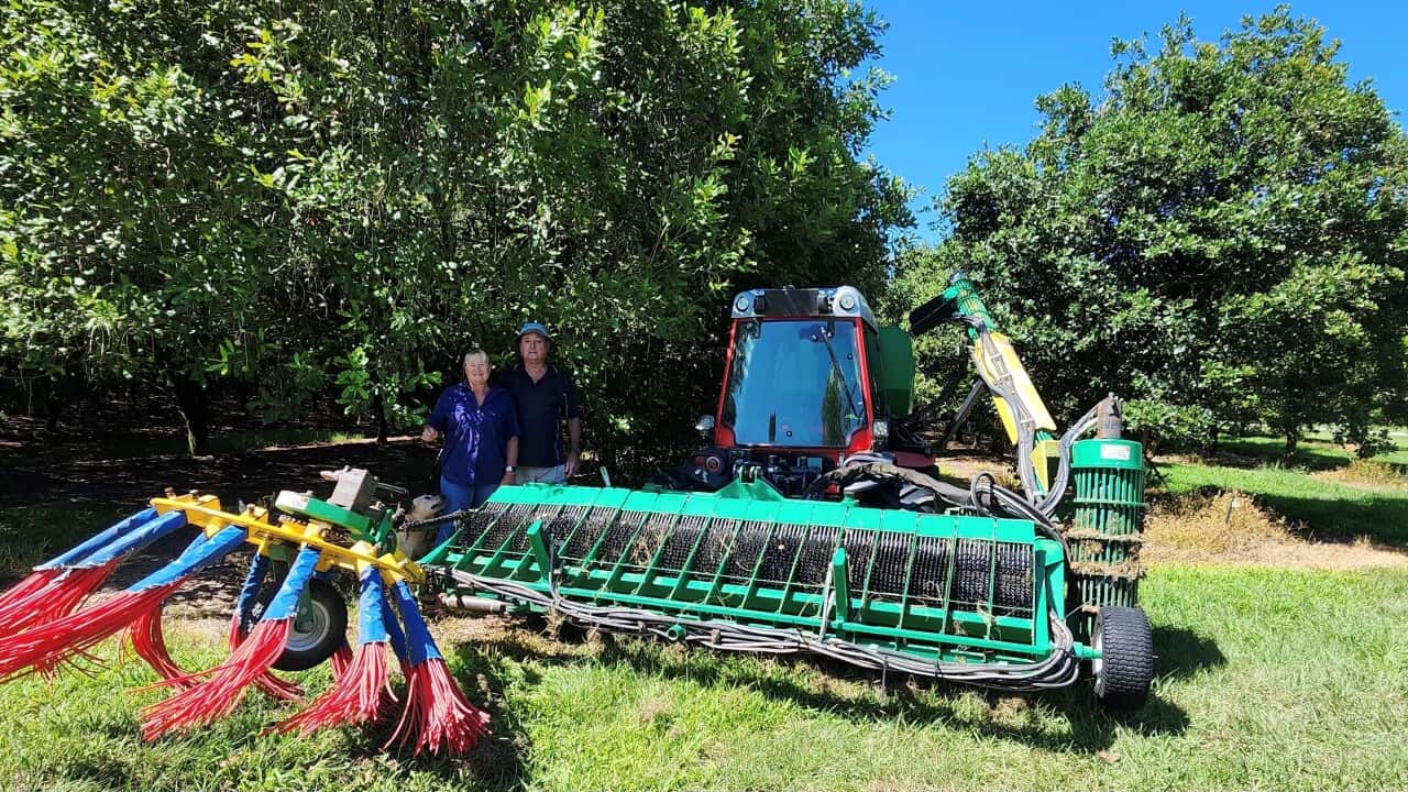 Caroline macademia boerderij
