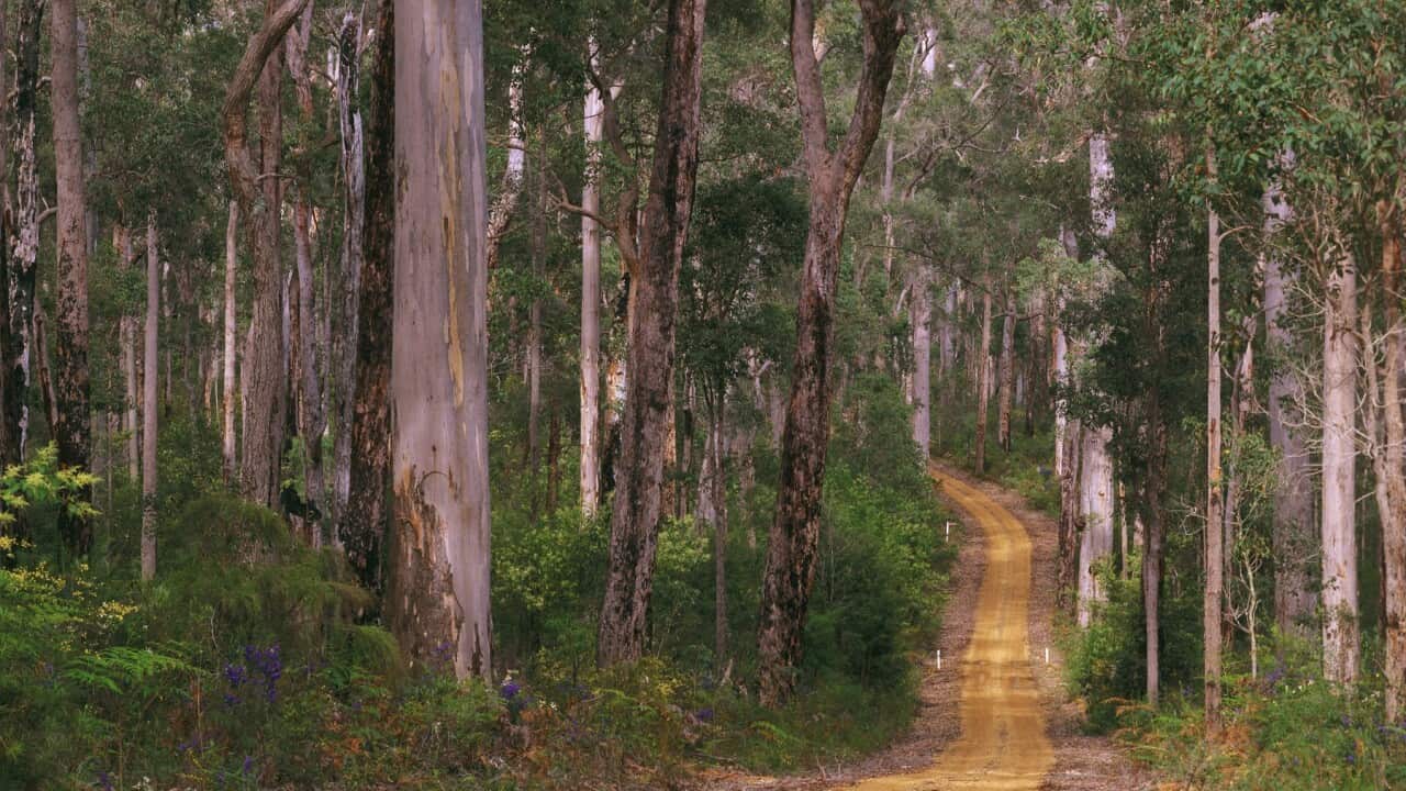 Unsealed road winding through forest of Karri and Jarrah trees, Eucalyptus diversicolor and Eucalyptus marginata, Shannon National Park, Western Australia, Australia.