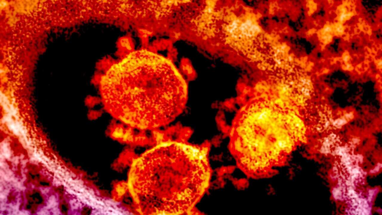 Previous known strains of human coronaviruses.