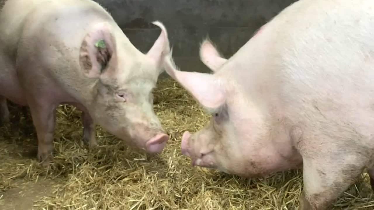 New technology is being used to track the physical and mental health of livestock.