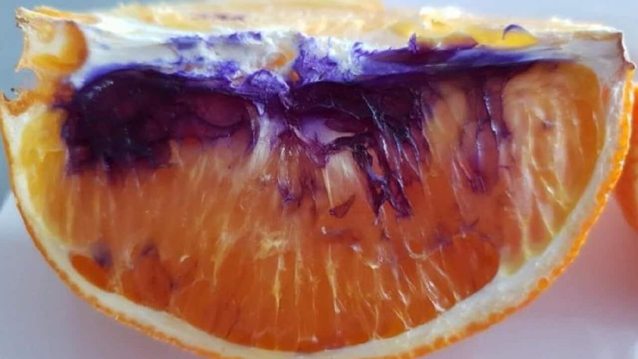 The orange turned purple overnight.