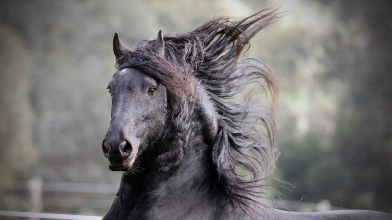 Widcroft frisian horses