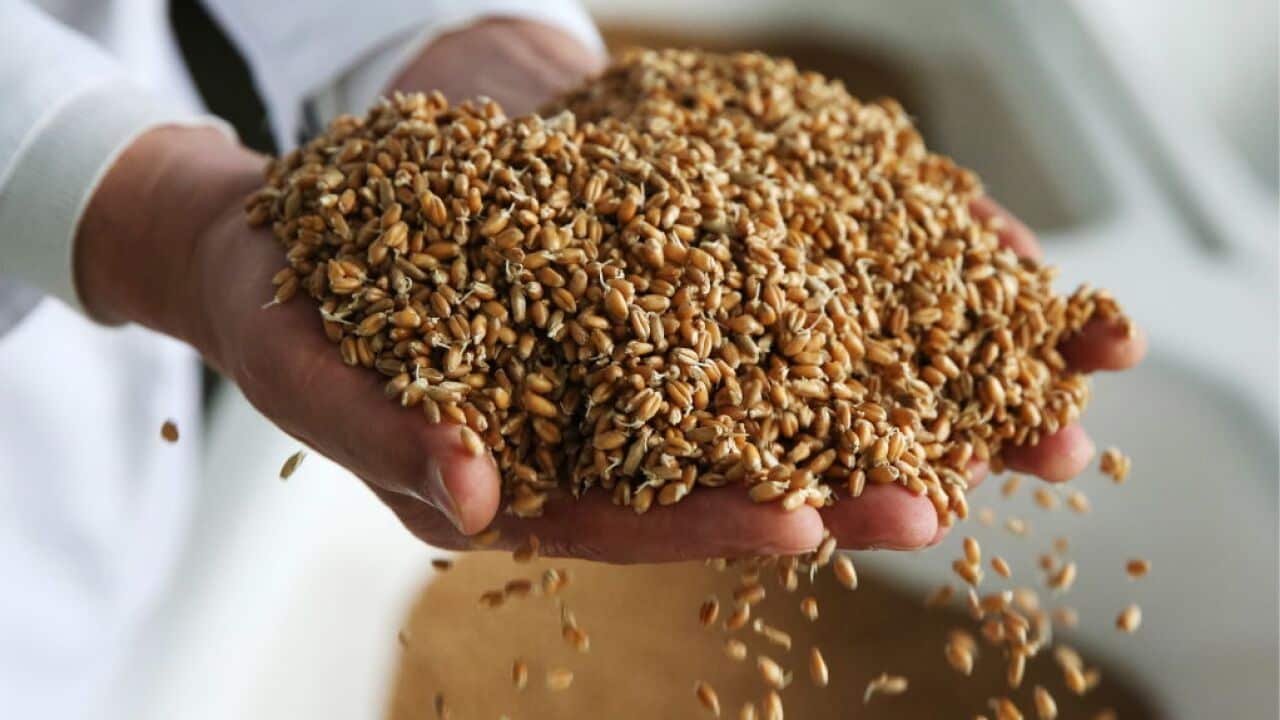 Whole-grain bread and crispbread manufacturing in Crimea, Russia