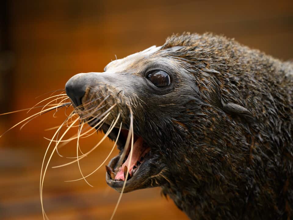 A long nosed seal with its mouth open
