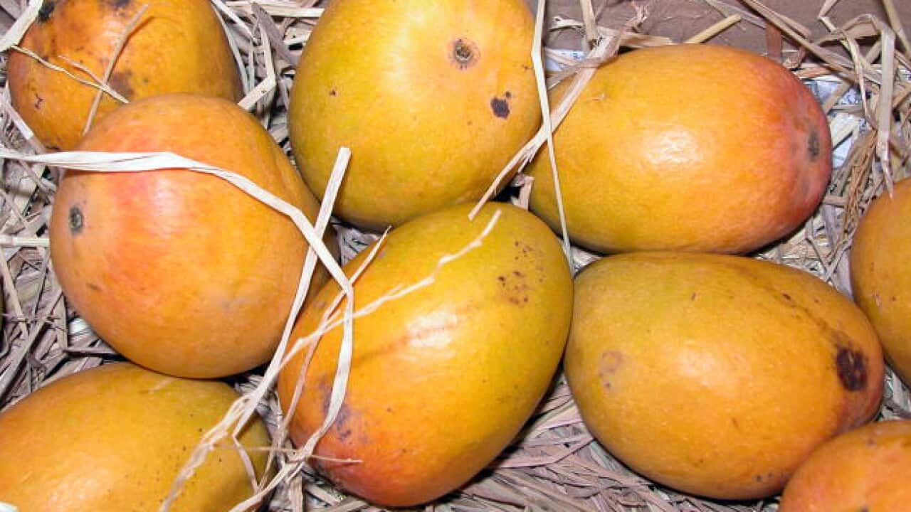 Mango