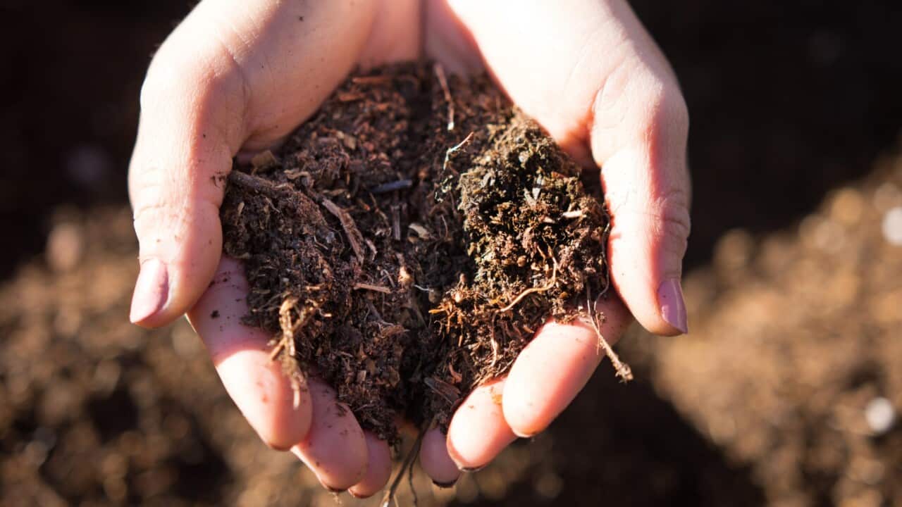 female hands holding some compost soil