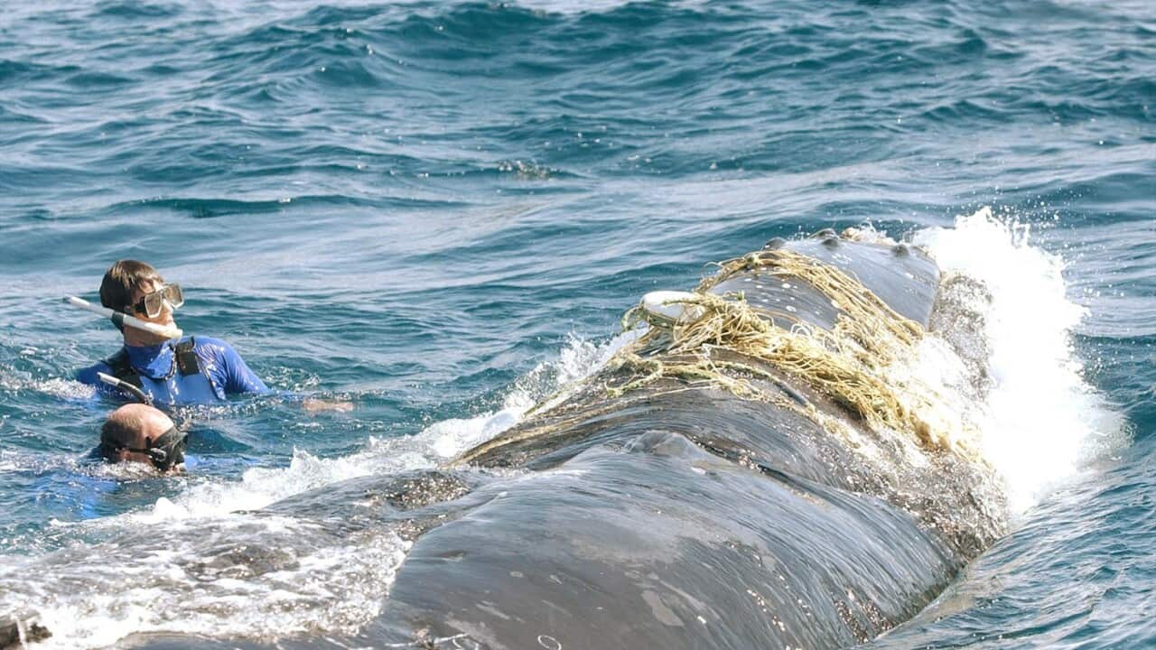 AUSTRALIA WHALE RESCUE