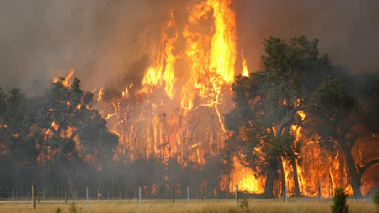 black saturday large_822895693