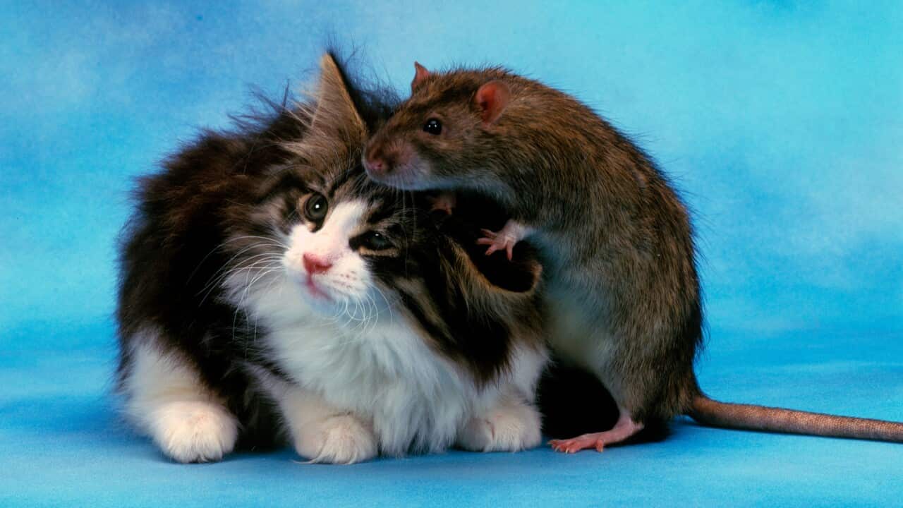 Rattus Norvegicus and friend cat