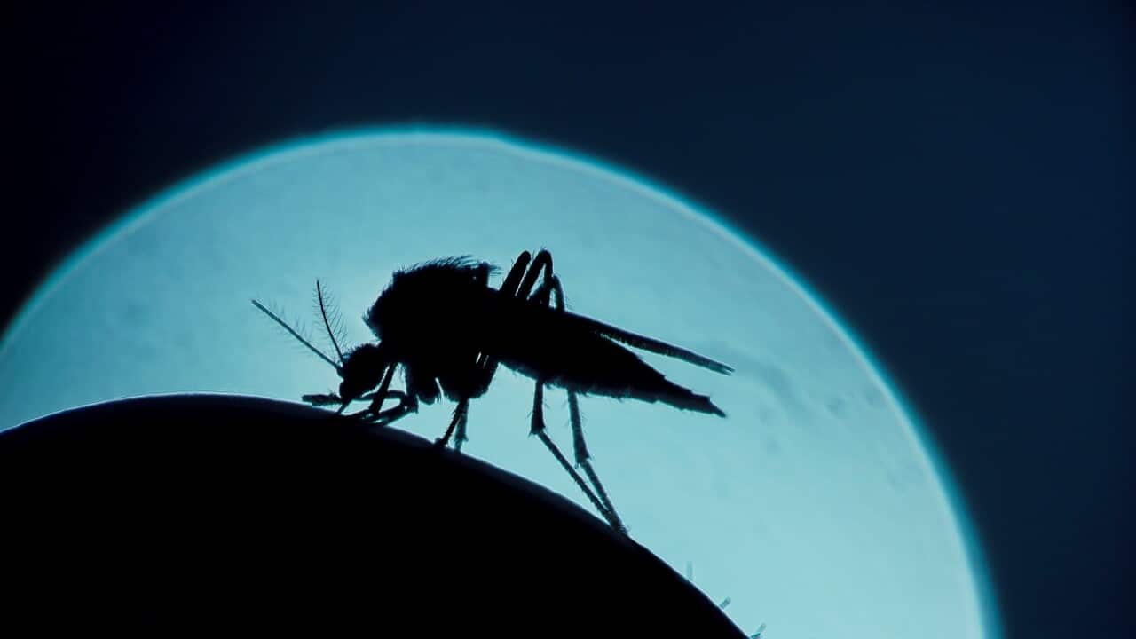 Mosquito
