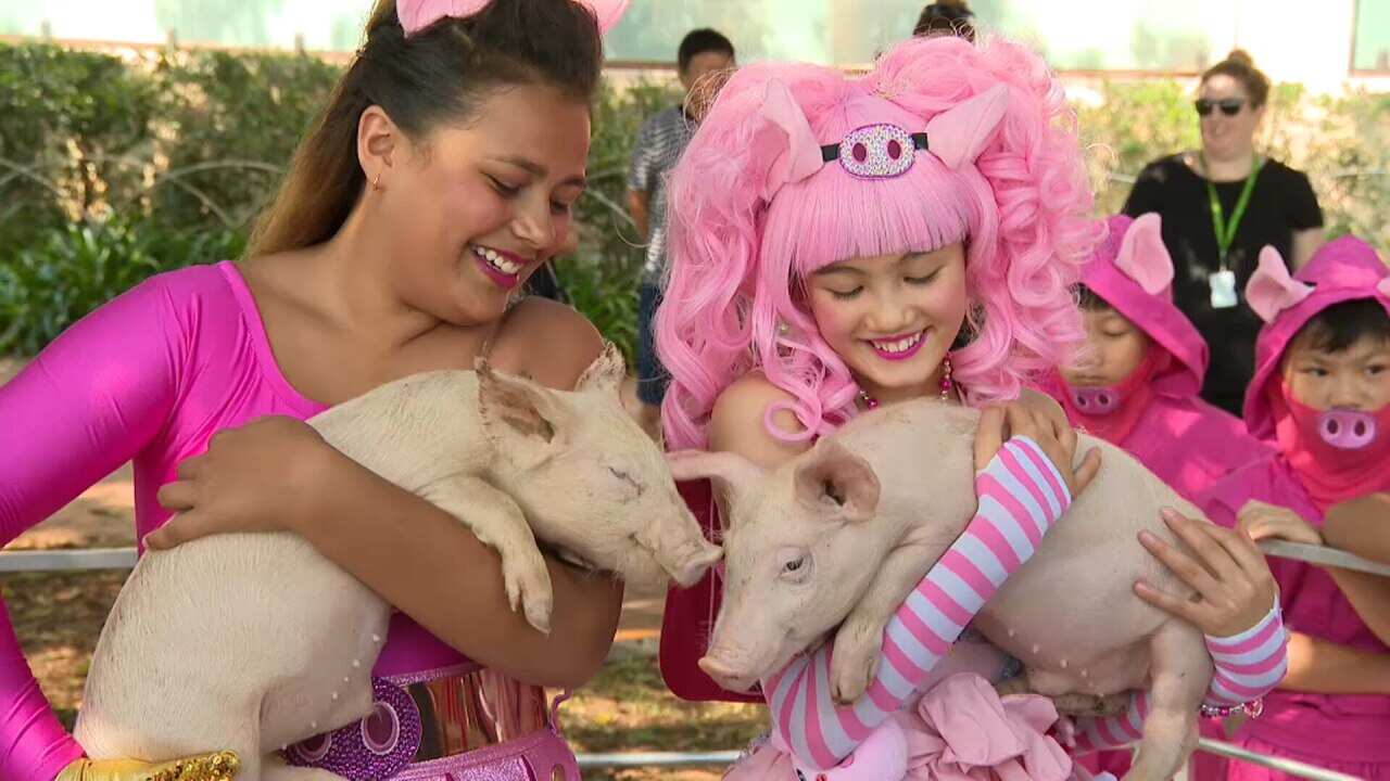 Children welcome Year of the Pig in Sydney