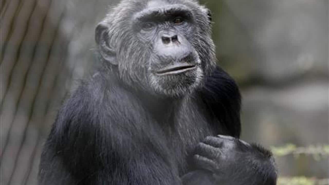 chimp-bites-off-berlin-zoo-director-s-fi-1963453333-large.jpg