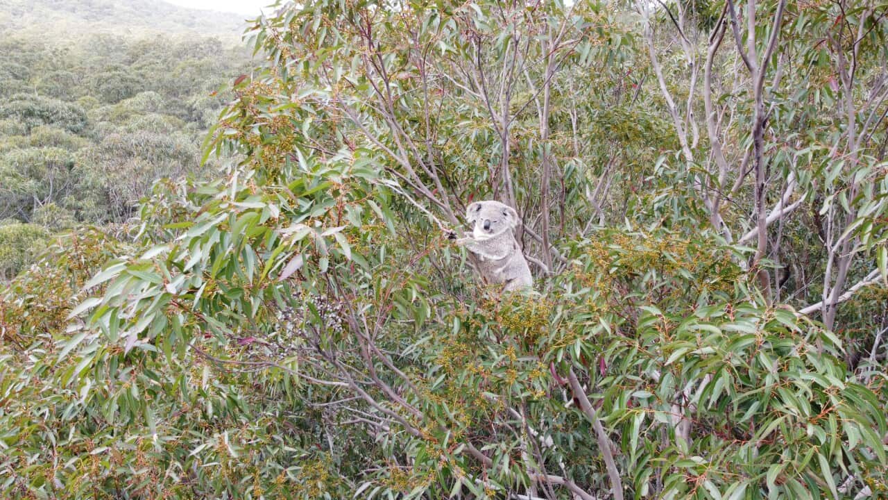 2. Koala and baby at Sugarloaf State Conservation Area. Credit Daryn McKenny .jpg
