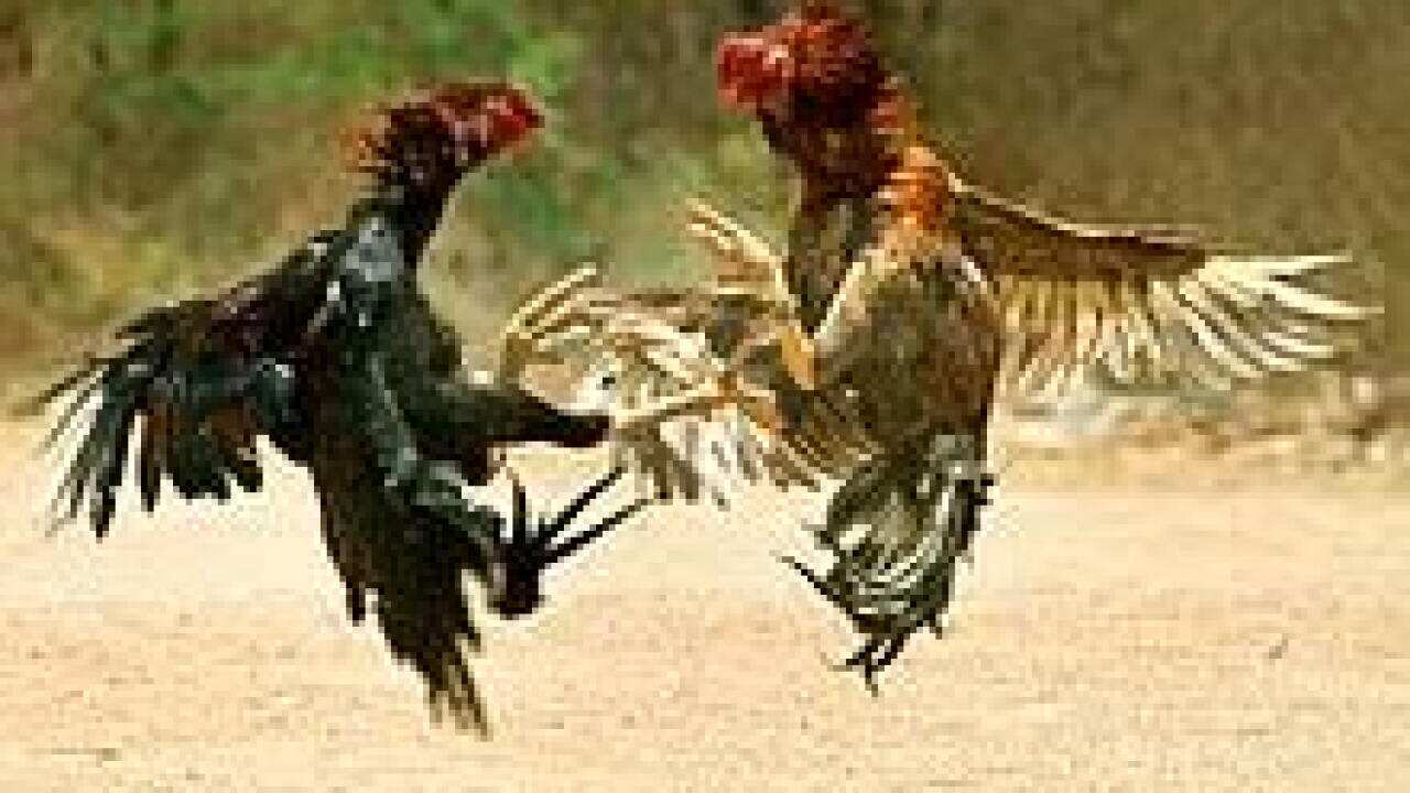 Fight