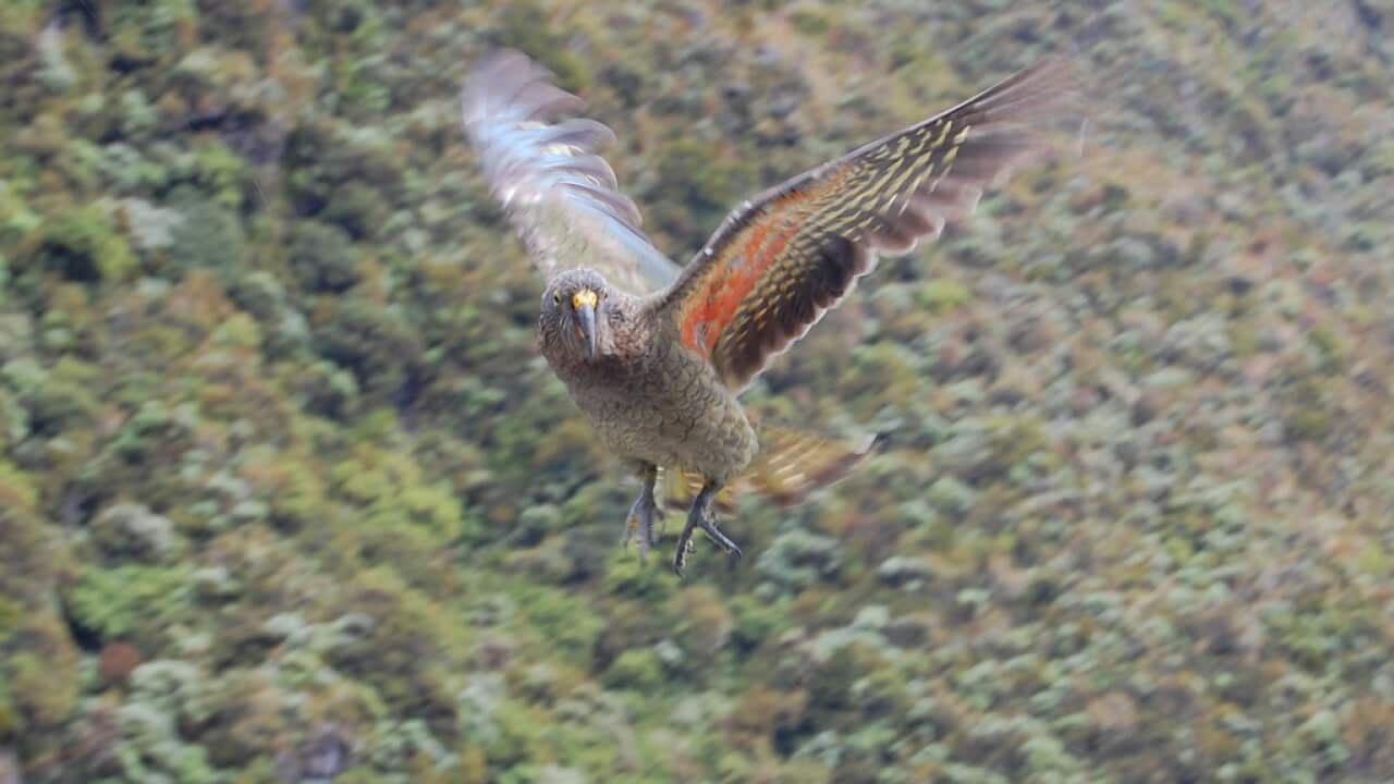 Der Kea im Flug