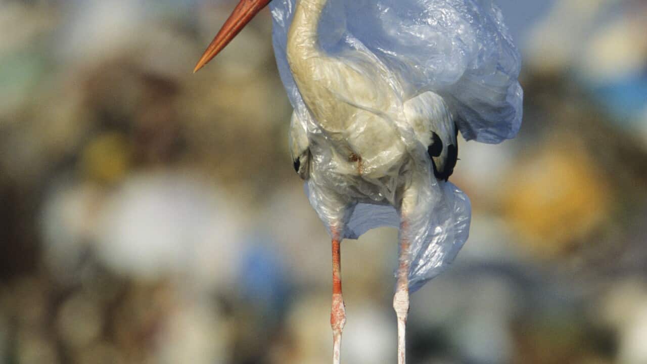 A stork trapped in plastic bag in garbage dump