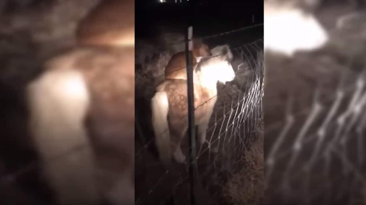 Le Corgi et le poney en balade
