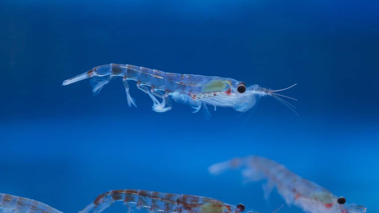 KRILL STUDY