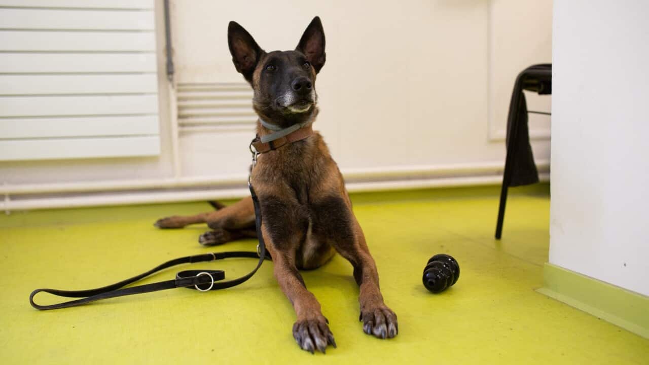 Dogs being trained to detect people infected by the COVID-19 at the Ecole Veterinaire near Paris, France