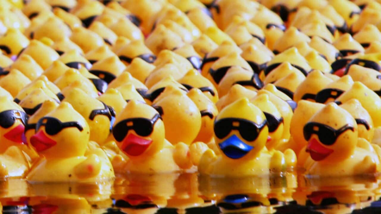 Rubber-Ducks_010411_B_Getty_1131815237