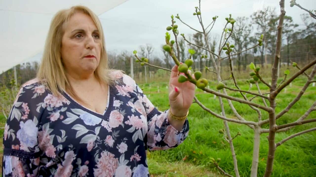 Margaret Tadrosse on her pick-your-own fruit farm business at Bilpin in the Blue Mountains, Sydney.
