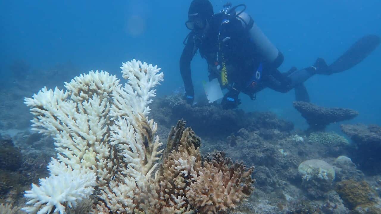 CORAL REEF MARINE HEATWAVE