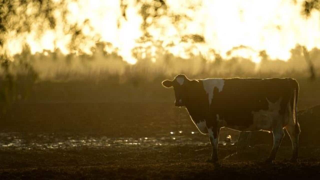 Dary cattle at a British farm in Rochester - 10 May 2017.