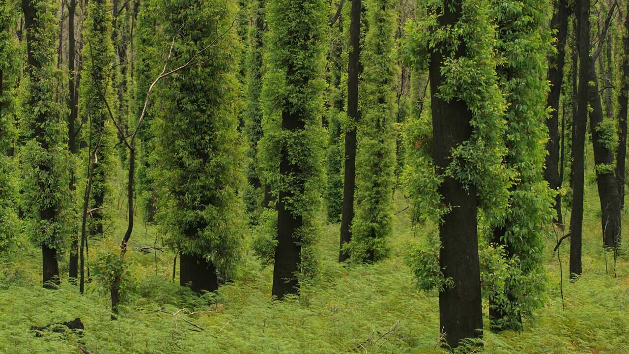 Many eucalyptus tree species survive fire with living tissue protected under the bark.